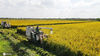 2020年10月10日，江苏扬州，农民驾驶收割机在邗江区槐泗镇在稻田里收割水稻。

