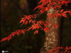 10月1日，吉林省桦甸市东部山区的红叶。王景和/IC photo