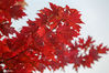 2020年10月8日，河北邯郸鸡泽县城南枫树林里的枫叶开始变红了。金华/IC photo