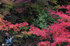  2020年10月7日，本溪关门山景区红叶寄入最佳观赏期，吸引来众多游人前来观赏红叶。图为游人在关门山景区游览拍照。王希宝/IC photo
