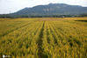 2020年10月8日，山东省日照市，素有北方鱼米之乡美誉的东港区涛雒镇，万亩水稻陆续成熟，农民们忙着开镰收割。与往年不同的是，农民大多数站在田间地头，唯有女汉子开“坦克”（水稻收割机，当地农民称其为“坦克”）驰骋稻田，不到10分钟能收割一亩水稻。而户主仅需要一亩地支付100元钱，就能站在地头上分装稻谷，现代化农业让农民尝到了甜头。图为金灿灿的稻田，一片丰收景象。