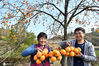 2019年11月5日，湖北省保康县马良镇松树堡村农民展示采收的柿子。