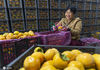 2020年10月6日，山西省运城市临猗县角杯乡一合作社果农正在用卡尺分拣柿子。来源：IC photo 