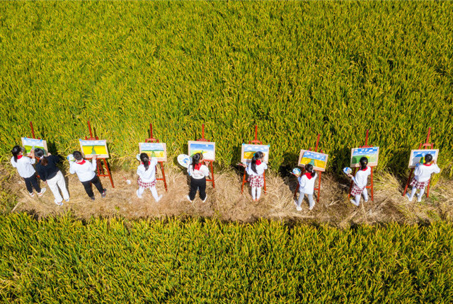江苏海安：金色稻田边 孩子们绘出家乡丰收景