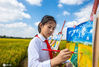 2020年10月11日，江苏省海安市城南实验小学西校区的学生们在金色的稻田边用画笔描绘家乡丰收美景。