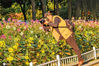 2020年10月9日。南京情侣园。秋天，许多市民来到情侣园花卉大道观赏向日葵等花卉，情侣园的美景吸引了不少摄影爱好者前来拍摄。