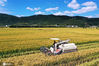  2020年10月14日，浙江省舟山市定海区小沙街道的田野上，农户们正趁着晴好天气收割稻谷。伴随着隆隆的收割机声，田间地头又奏响了一年一度的晚稻“丰收曲”。姚峰/IC photo
