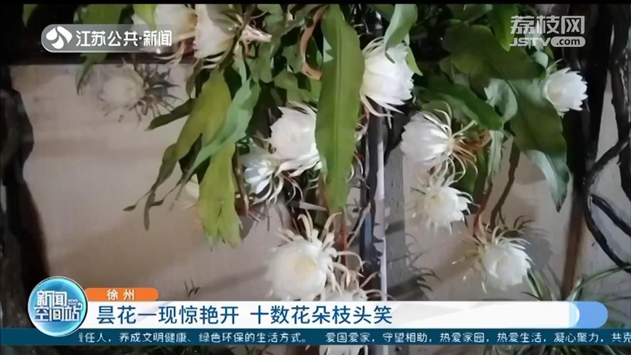 昙花： 十数花朵枝头笑 昙花一现惊艳开