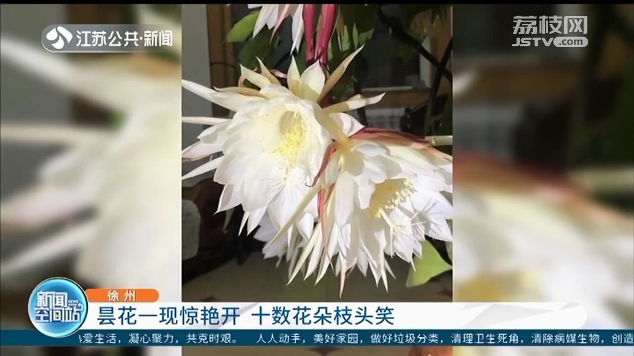 昙花： 十数花朵枝头笑 昙花一现惊艳开