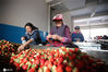 2019年10月29日，云南曲靖市会泽县，贫困群众在扶贫车间里分拣草莓。