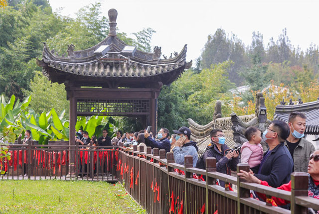 陕西西安千年古银杏一树金黄 吸引众多游客周末前往观赏