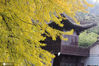 2020年10月18日，陕西西安。近日，西安挂观音禅寺的千年银杏，又变一树金黄。今日周末，众多游客前往观赏。
