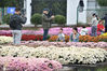  2020年10月18日，江苏省南京市江宁区湖熟街道，游人在菊花园里赏菊。
