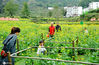 2020年10月17日，游客在江西省婺源县溪头乡江岭村反季节梯田油菜花基地观景赏花。