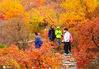2020年10月19日，北京，每年的10月底到11月初，坡峰岭满山红叶，层林尽染，景色十分迷人，是最佳红叶观赏期。如今，深秋已至，坡峰岭景区即将进入最佳红叶观赏期，也将迎来万千赏秋的游客。
