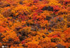 2020年10月19日，北京，每年的10月底到11月初，坡峰岭满山红叶，层林尽染，景色十分迷人，是最佳红叶观赏期。如今，深秋已至，坡峰岭景区即将进入最佳红叶观赏期，也将迎来万千赏秋的游客。
