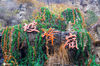2020年10月19日，北京，每年的10月底到11月初，坡峰岭满山红叶，层林尽染，景色十分迷人，是最佳红叶观赏期。如今，深秋已至，坡峰岭景区即将进入最佳红叶观赏期，也将迎来万千赏秋的游客。秦岭px/IC photo 编辑/陈进
