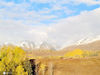 2020年10月19日，新疆。新疆禾木村秋景，雪山和白桦林十分漂亮。