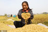 2020年10月17日，安徽省淮北市杜集区朔里镇农户手捧刚收获的稻谷。  