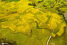 2020年10月18日，广西梧州市万秀区夏郢镇镇安村、答涓村一带，金黄稻田与新农村辉映成景，呈现出一片丰收的景象。来源：IC photo
