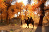 2012年10月9日，内蒙古自治区阿拉善盟额济纳旗，金色的胡杨林。金色的胡杨林骆驼，驼铃声声。