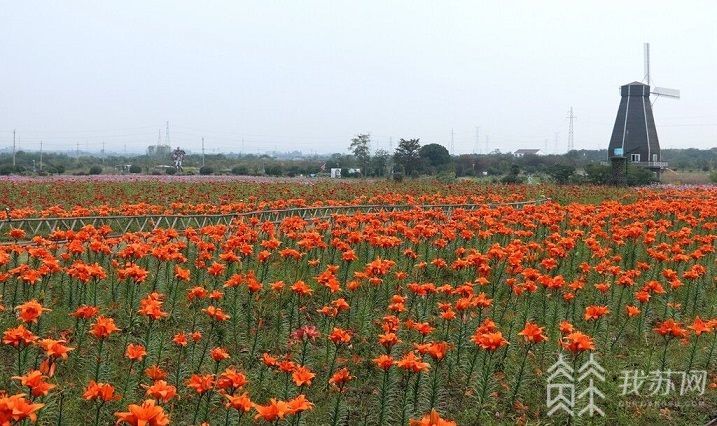 波斯菊■百合花争艳花舞人间醉金秋江苏句容：波斯菊盛开