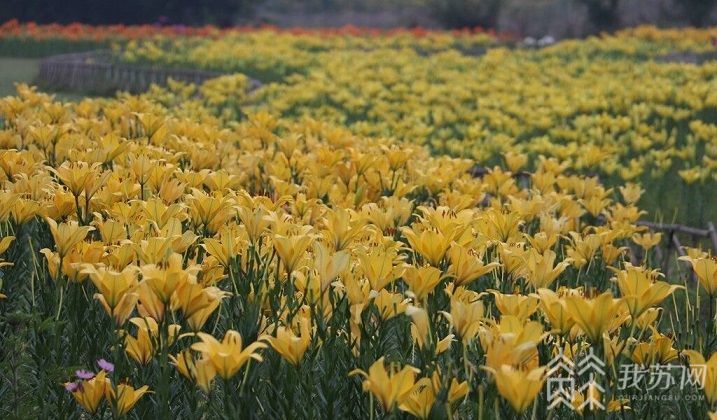 波斯菊■百合花争艳花舞人间醉金秋江苏句容：波斯菊盛开