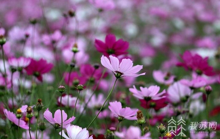 波斯菊■百合花争艳花舞人间醉金秋江苏句容：波斯菊盛开