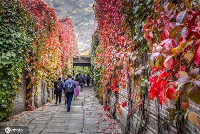 深秋的长城色彩斑斓 最美的季节从登山踏秋开始