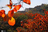 2020年10月21日，深秋时节，北京八达岭国家森林公园红叶岭里的黄栌树大部分变红，进入最佳红叶观赏期。 王希宝/IC photo