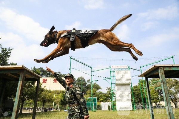 训导|“神犬奇兵”炼成记|训导员与军犬的日常生活|荔枝军事