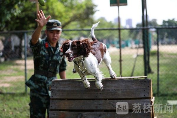 训导|“神犬奇兵”炼成记|训导员与军犬的日常生活|荔枝军事