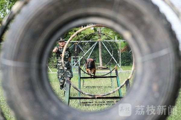 训导|“神犬奇兵”炼成记|训导员与军犬的日常生活|荔枝军事