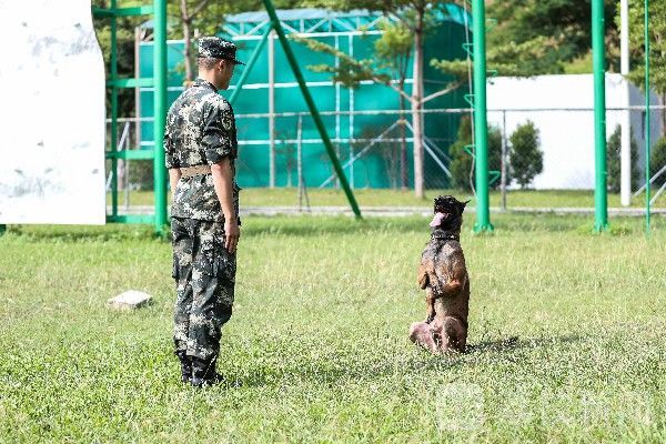 训导|“神犬奇兵”炼成记|训导员与军犬的日常生活|荔枝军事