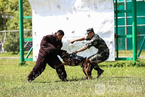 训导|“神犬奇兵”炼成记|训导员与军犬的日常生活|荔枝军事