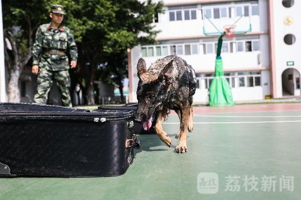 训导|“神犬奇兵”炼成记|训导员与军犬的日常生活|荔枝军事