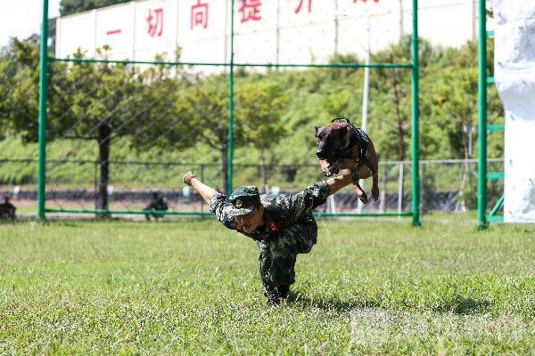 训导|“神犬奇兵”炼成记|训导员与军犬的日常生活|荔枝军事