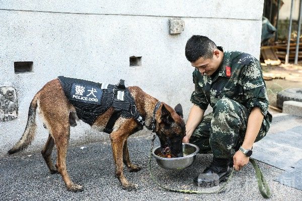 训导|“神犬奇兵”炼成记|训导员与军犬的日常生活|荔枝军事