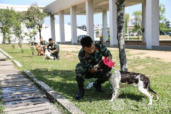 训导|“神犬奇兵”炼成记|训导员与军犬的日常生活|荔枝军事