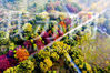 石象路位于明孝陵景区内，是明孝陵神道的第一段，长615米，每到秋天的时候，两侧的银杏树树叶全部变成了金黄金黄的颜色。