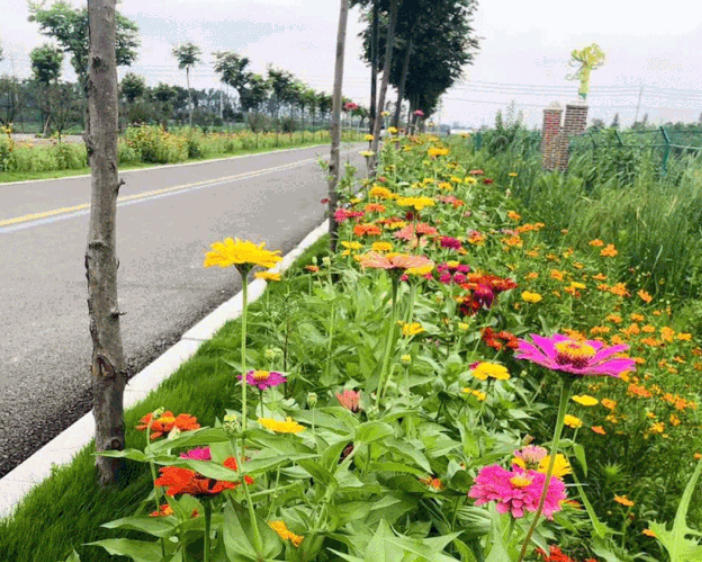 宿迁泗阳这条"花路",你走过没?