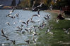2020年10月24日，云南海埂公园附近滇池湖面上，数百只红嘴鸥在滇池上盘旋，它们时而张开翅膀，时而游在水上，轻盈敏捷地叼起游客送来的鸥粮……随着大批红嘴鸥陆续到来，目前，海埂公园、海埂大坝、环西桥、翠湖公园已有大量红嘴鸥聚集，蓝天碧水下，人鸥同欢。