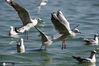 2020年10月24日，云南海埂公园附近滇池湖面上，数百只红嘴鸥在滇池上盘旋，它们时而张开翅膀，时而游在水上，轻盈敏捷地叼起游客送来的鸥粮……随着大批红嘴鸥陆续到来，目前，海埂公园、海埂大坝、环西桥、翠湖公园已有大量红嘴鸥聚集，蓝天碧水下，人鸥同欢。