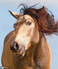 一名美国摄影师在加利福尼亚州给一匹4岁的马拍摄了一组照片。这匹马面对镜头毫不畏惧，反而？弄自己褐色闪亮的毛发，似乎在拍摄某洗发水广告。