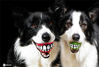 这个世界的可爱生物太多了，盘点一组小动物的“憨憨”时刻，真是看一次笑一次！当地时间2013年1月30日，这是一款滑稽的新发明，含着它，全世界的狗狗都会冲你露齿微笑。catersnews/IC photo 编辑/陈进
