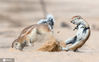 2017年5月15日报道（具体拍摄时间不详），南非56岁的摄影师 Hendri Venter在博茨瓦纳哈拉哈迪跨国公园游览，恰巧碰到了两只玩耍的非洲地松鼠。他看着小松鼠挑来跳去，并拿起相机对兴奋的小家伙们进行拍摄。catersnews/IC photo