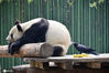 2018年04月09日，在北京动物园，一只大熊猫在木架上休息时，一只乌鸦竟肆无忌惮地用嘴啄拔大熊猫屁股的毛发，而大熊猫竟然美美地享受着这种“特殊待遇”，随后，拔了满嘴毛发的乌鸦飞去飞来多次，而乌鸦是用熊猫毛发为自己搭建安乐窝才如此胆大妄为啄拔大熊猫毛发。樊甲山/IC photo
