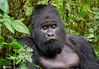 2020年1月2日报道，刚果（金）维龙加国家公园，英国摄影师Sarah Vaughton用镜头记录下一只大猩猩撅嘴的滑稽表情。catersnews/IC photo
