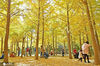 2020年10月25日，市民游客在山东省烟台市福山区鲁东园艺场银杏林游玩。
