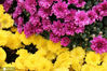 2020年10月25日，湖北宜昌，宜昌市第35届菊花展上，展出的20万盆菊花品种、形态各异，红的、黄的、紫的、白的各色菊花争奇斗艳、热闹非凡。